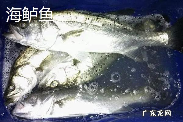 江鲈鱼和海鲈鱼区别
