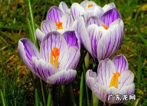 藏红花产地在哪里