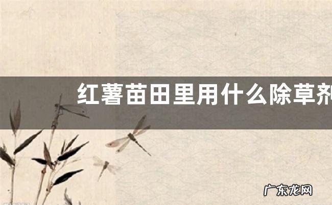 红薯苗田里用什么除草剂