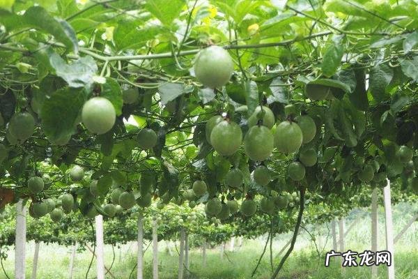 百香果施什么肥挂果多