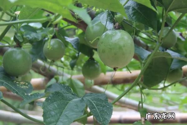 百香果施什么肥挂果多