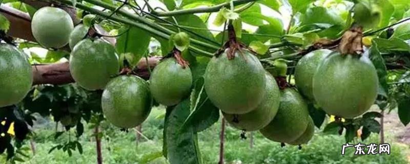百香果施什么肥挂果多