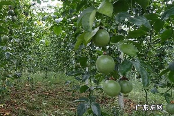 百香果施什么肥挂果多