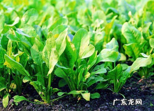 绿叶子蔬菜有哪些 常见的绿色叶子菜名称大全