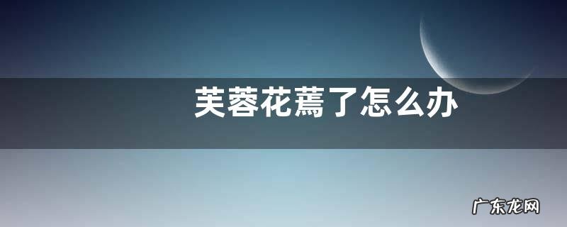 芙蓉花蔫了怎么办