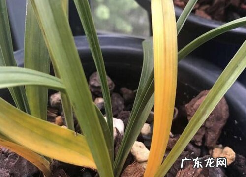是怎么引起的,怎样区分 兰花茎腐病和软腐病的区别