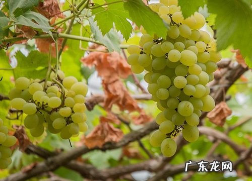 葡萄开花时能浇水吗