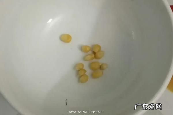 玉米种子发芽过程