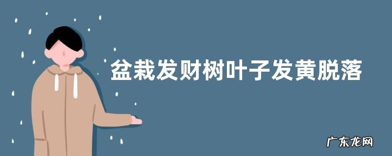 盆栽发财树叶子发黄脱落怎样挽救