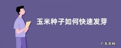 玉米种子如何快速发芽