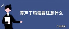 养芦丁鸡需要注意什么