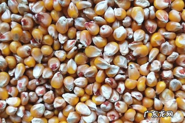 玉米种子不发芽的原因