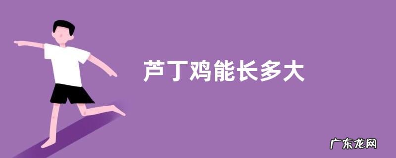 芦丁鸡能长多大