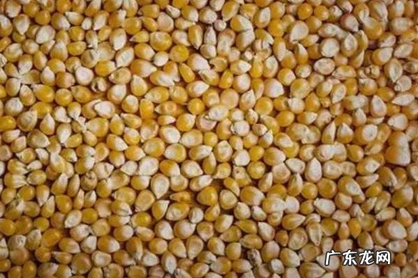 玉米种子高温后还能发芽吗