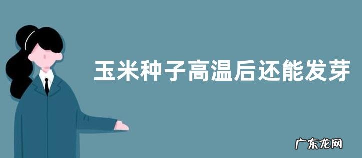玉米种子高温后还能发芽吗