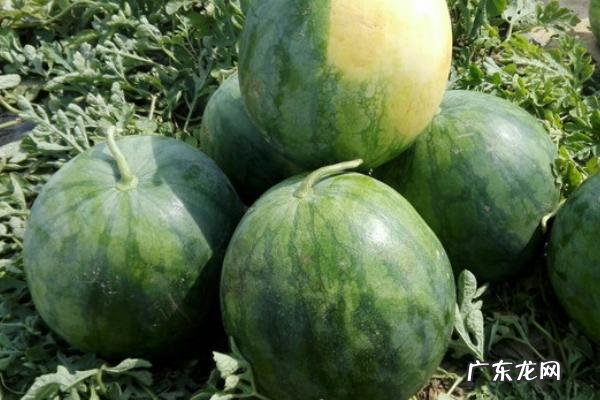 无籽西瓜有籽吗