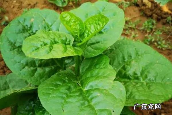 木耳菜几月份停止生长