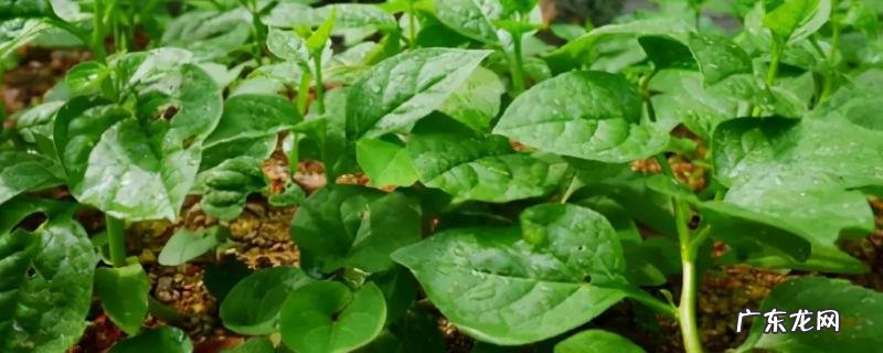 木耳菜几月份停止生长