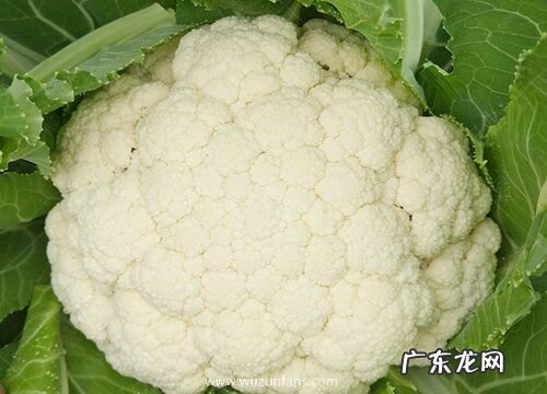 菜花什么时候成熟