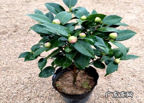 茶花花苞期长叶芽如何处理