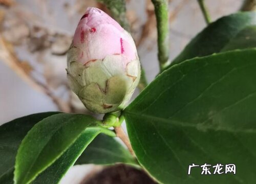 茶花花苞期长叶芽如何处理