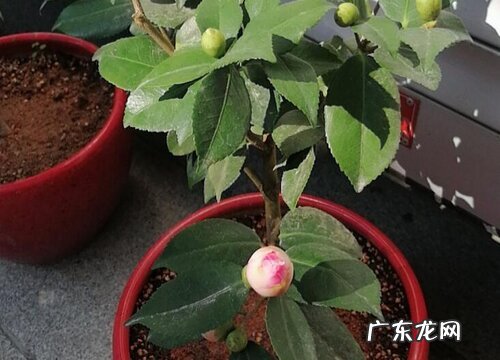 茶花花苞期长叶芽如何处理