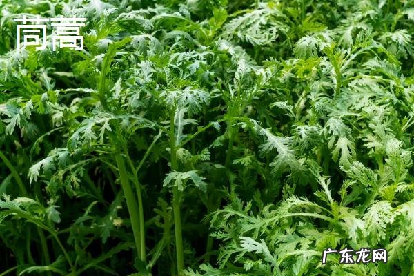 5一6月份种什么菜合适