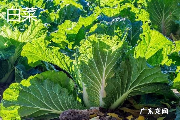 5一6月份种什么菜合适