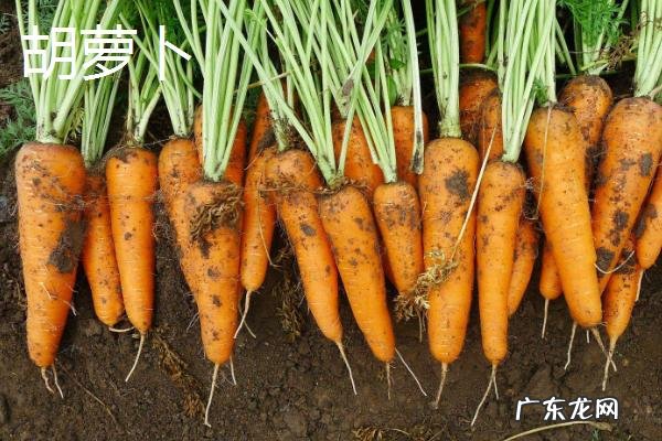 5一6月份种什么菜合适