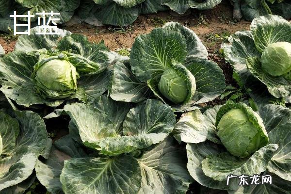 5一6月份种什么菜合适