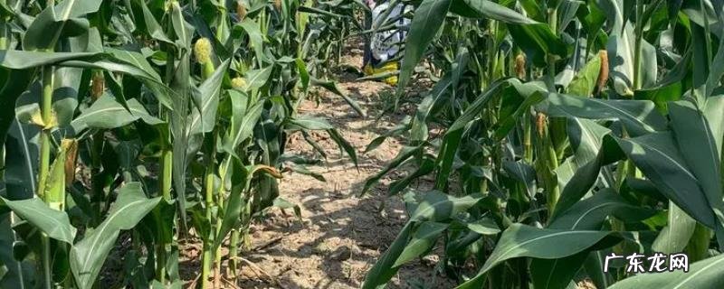 玉米的成熟期多少天