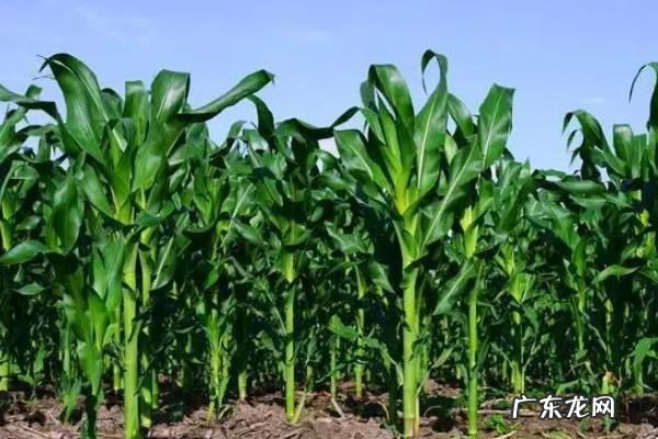 玉米的成熟期多少天