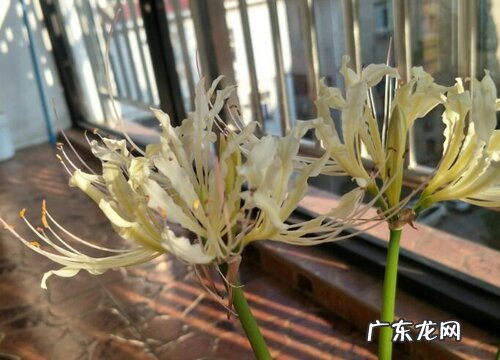 彼岸花寓意什么意思 彼岸花代表什么象征意义