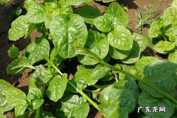 木耳菜可以吃到几月份