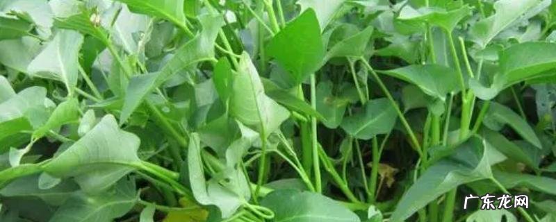 空心菜的季节是几月份