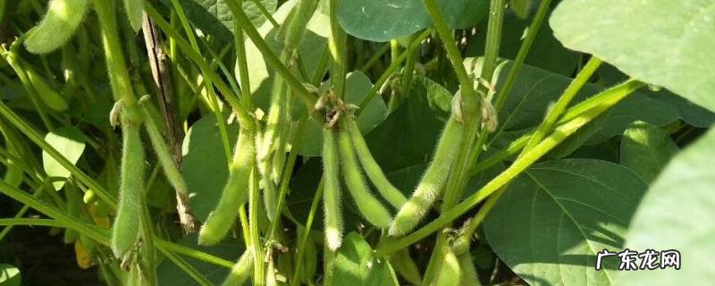 黄豆生长周期是多少天