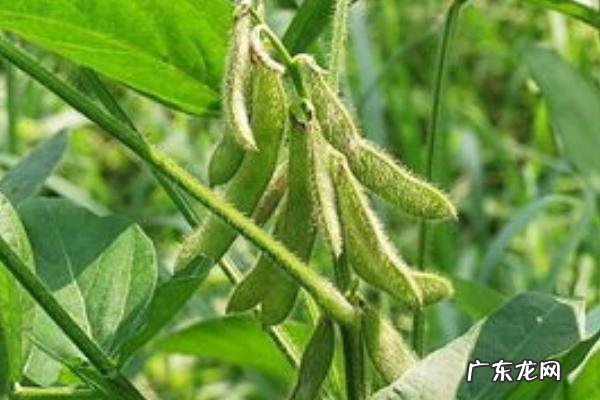 黄豆生长周期是多少天