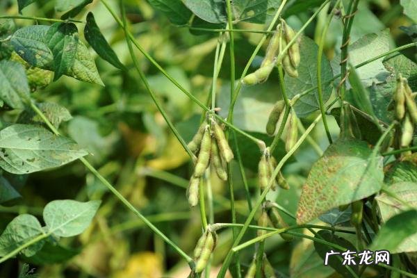 黄豆生长周期是多少天