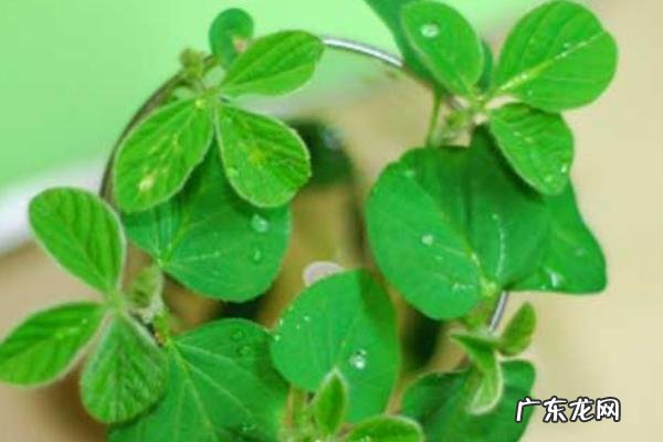 黄豆生长周期是多少天