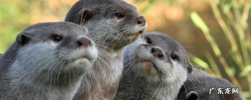 目前中国还可以人工养殖竹鼠吗,竹鼠如何养,前景怎样