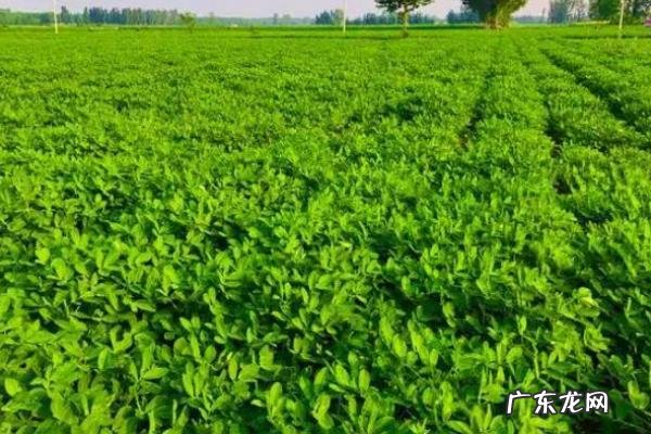 花生喜欢酸性土壤还是碱性土壤