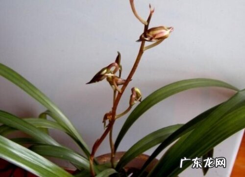 兰花没能如期开花的原因