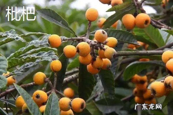 西瓜是什么季节的水果