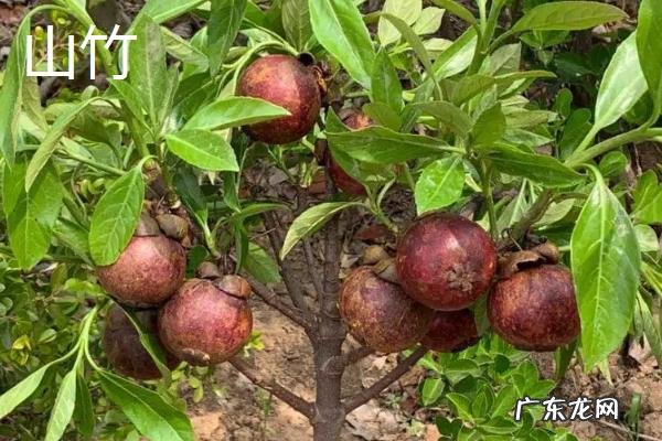 西瓜是什么季节的水果