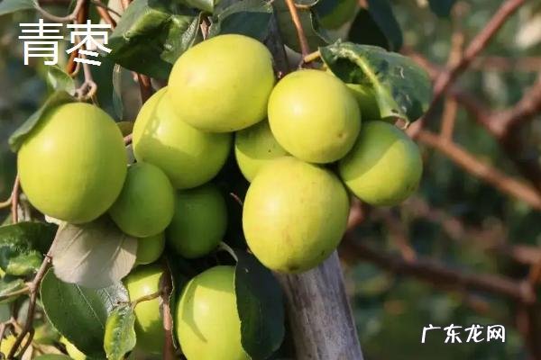 西瓜是什么季节的水果