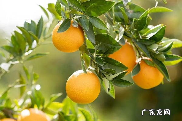 西瓜是什么季节的水果