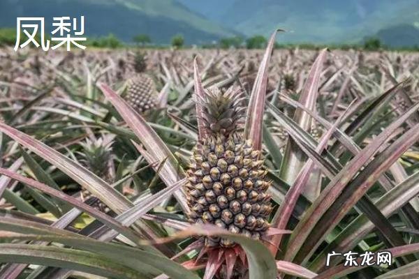 西瓜是什么季节的水果