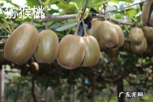 西瓜是什么季节的水果