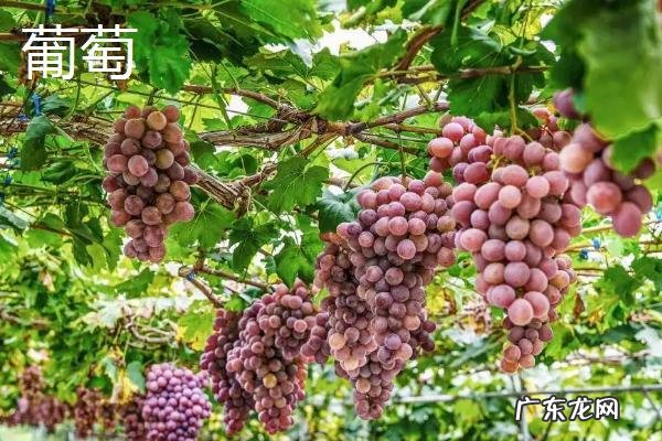 西瓜是什么季节的水果