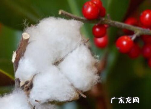 种棉花一亩地的收入是多少钱 种一亩棉花成本与利润